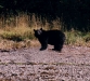 Bear on beach in harbour-600.jpg